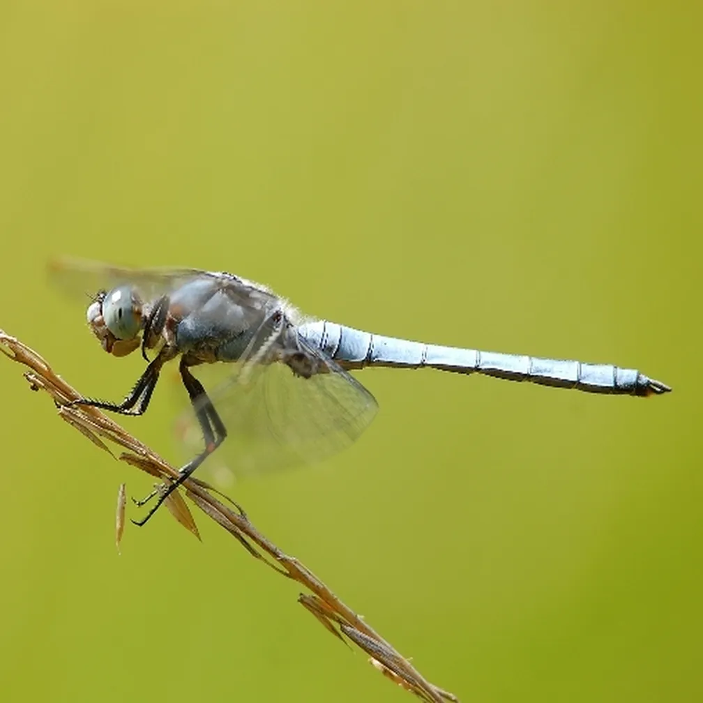 Sinji modrač (Orthetrum brunneum) maha s krilci za varni pristanek za travni bilki.