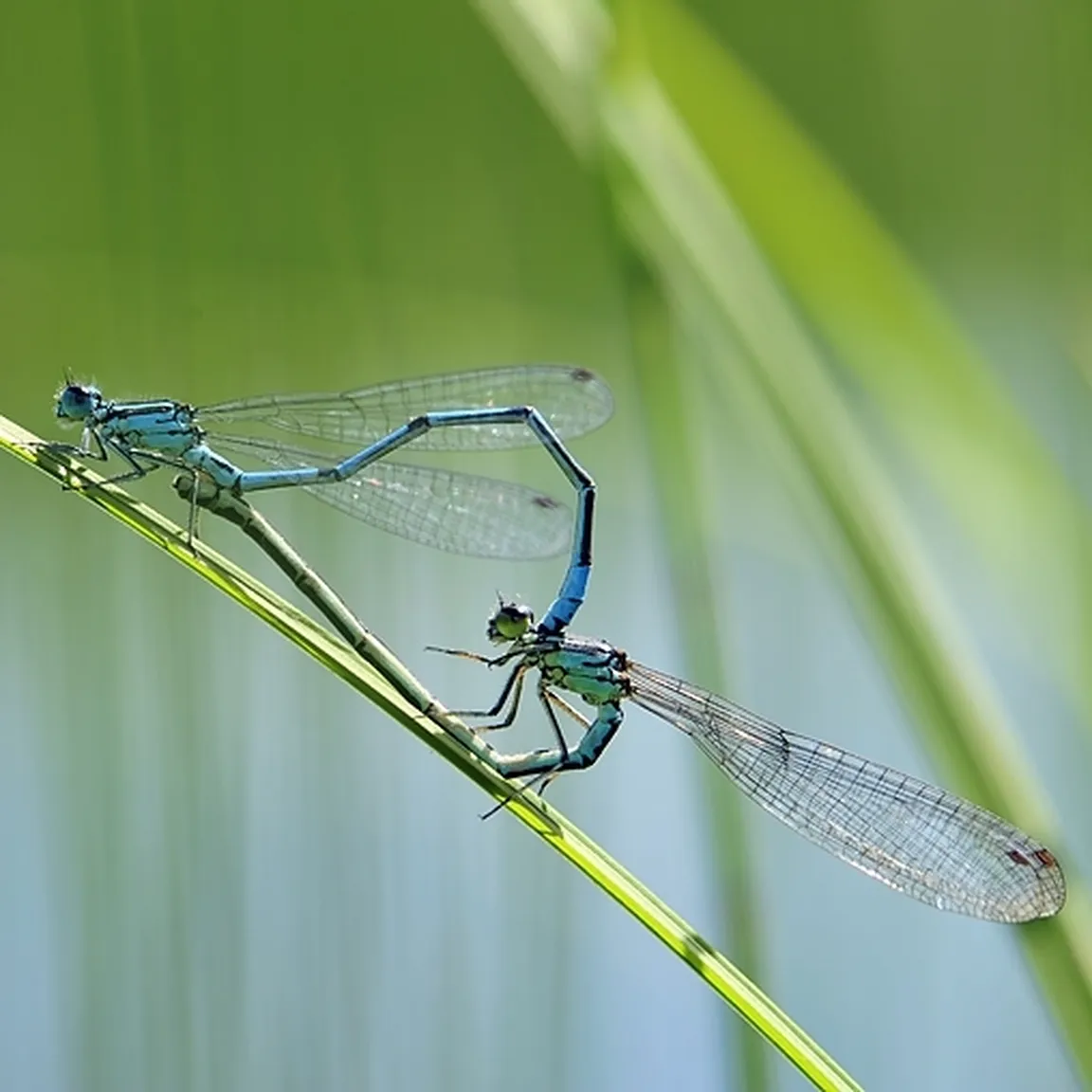 Travniški škratec (Coenagrion puella) s svojo samico uživa v parjenju.