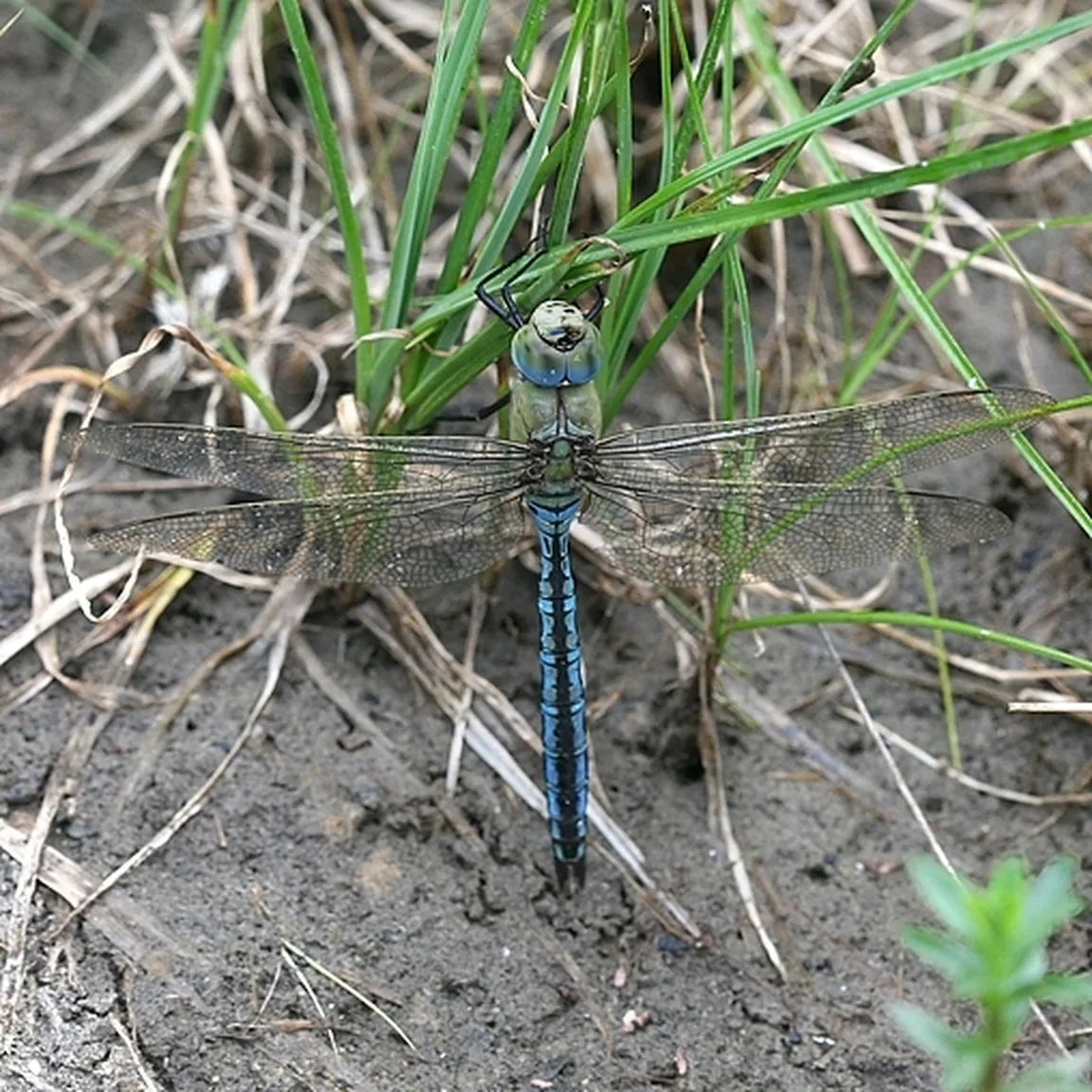 Veliki spremljevalec (Anax imperator) z zelenimi in modrimi očmi ter črnem pasu vzdolž hrbtne strani modrega zadka počiva na suhem jezerskem dnu.