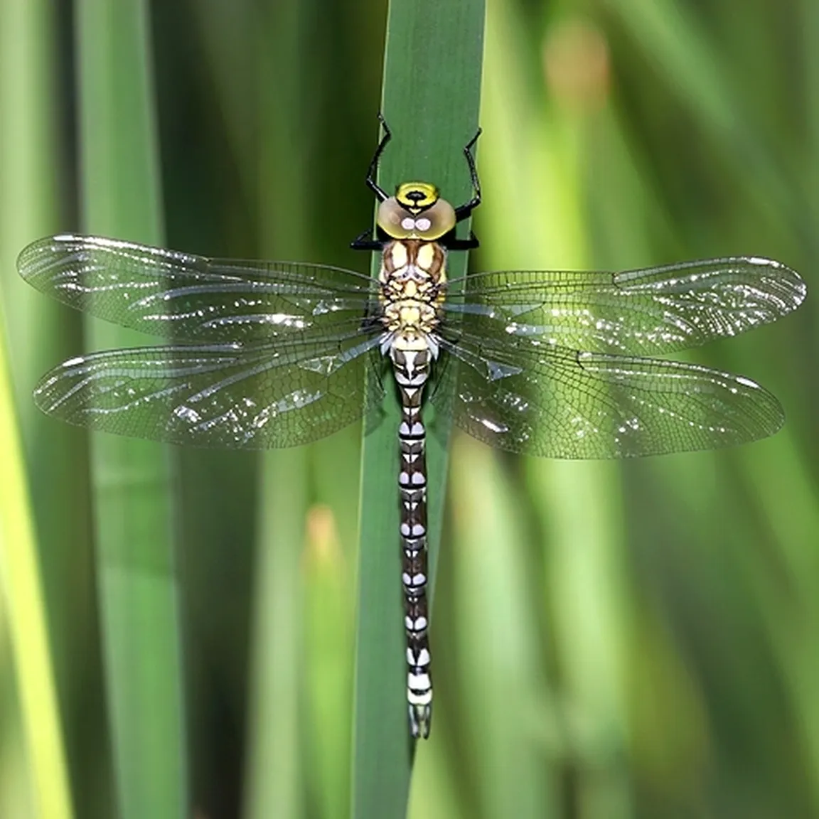 Zelenomodra deva (Aeshna cyanea) blede barve vzorca na telesu kažejo, da je pred nami mladosten osebek.