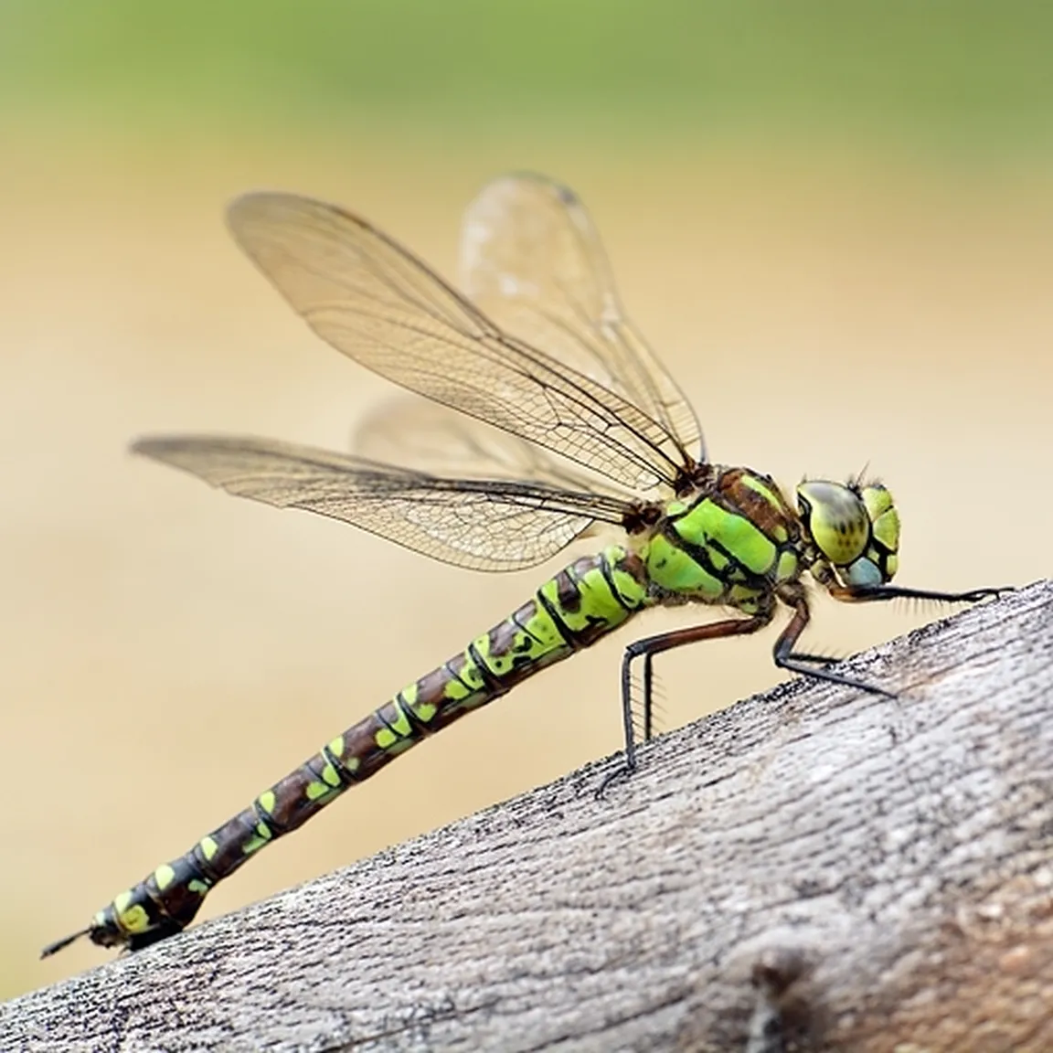 Zelenomodra deva (Aeshna cyanea) pleza gor po večji veji, ki jo je naplavila voda.