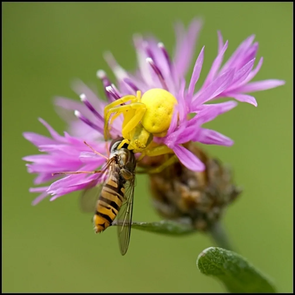 Cvetni pajek (Misumena vatia) počiva v vijoličastem cvetu.