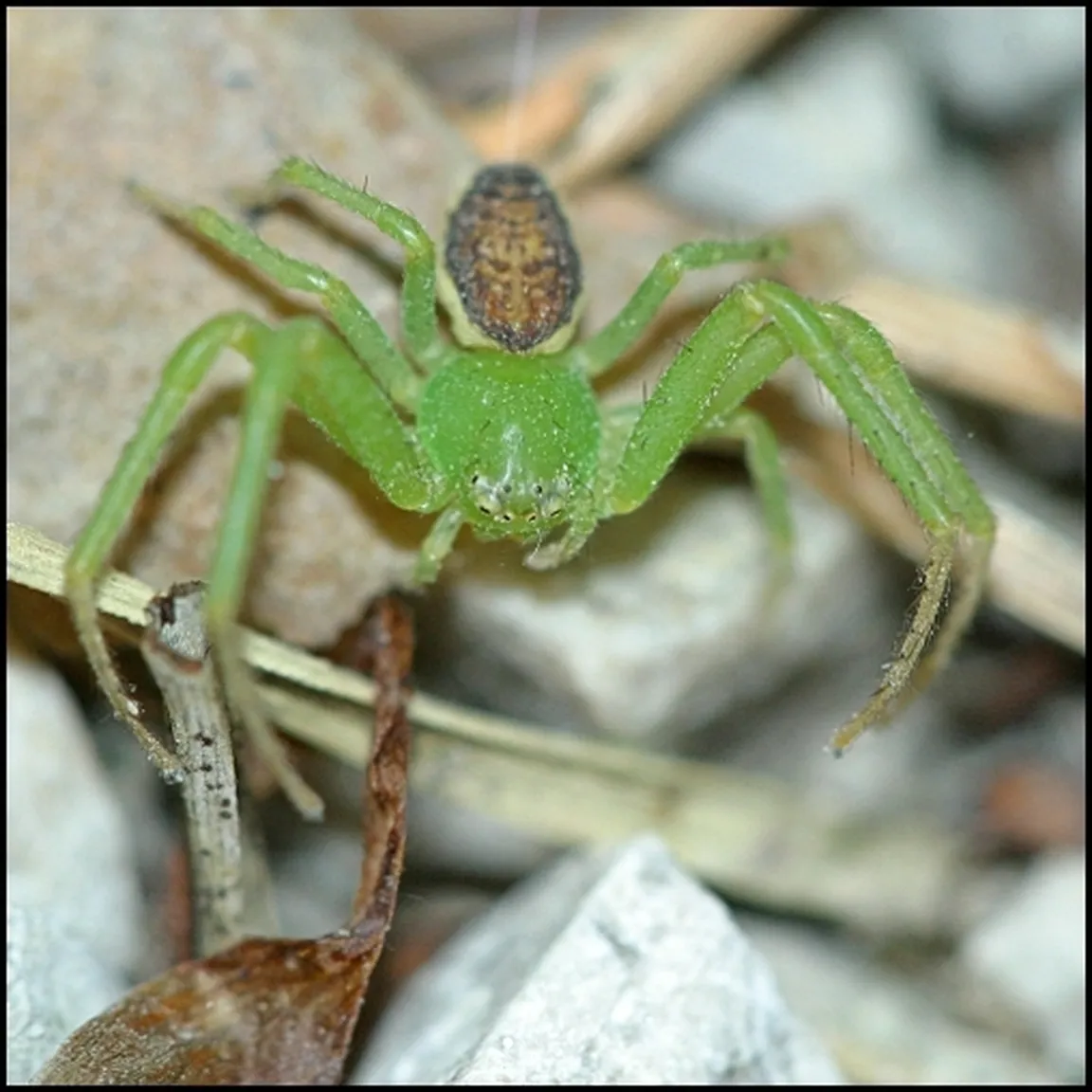 Listni rakovičar (Diaea dorsata) preži na kamnu in ga idaja njegova travnata barva trupa.