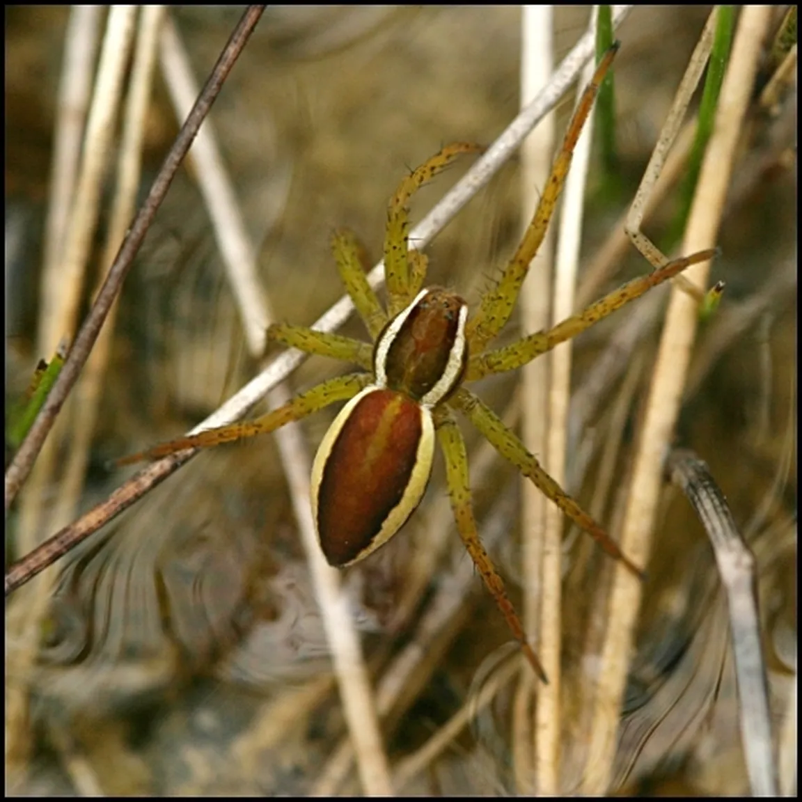 Obvodni pajek (Dolomedes fimbriatus) pleza med jezersko travo.