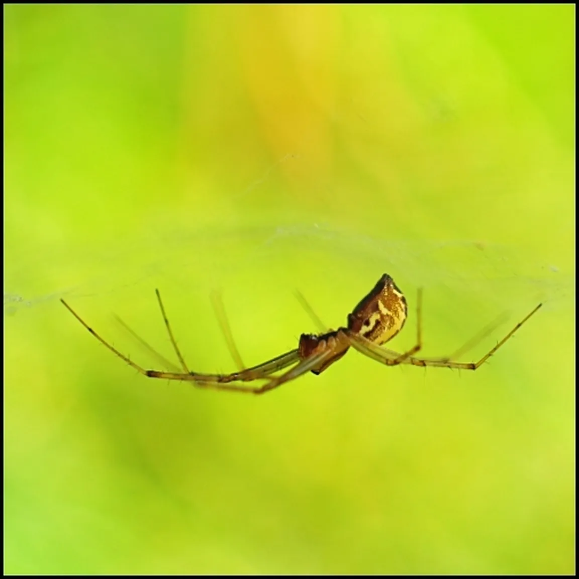 Oglati baldahinar (Linyphia triangularis) na glavo obrnjen pajek visi na svoji mreži.