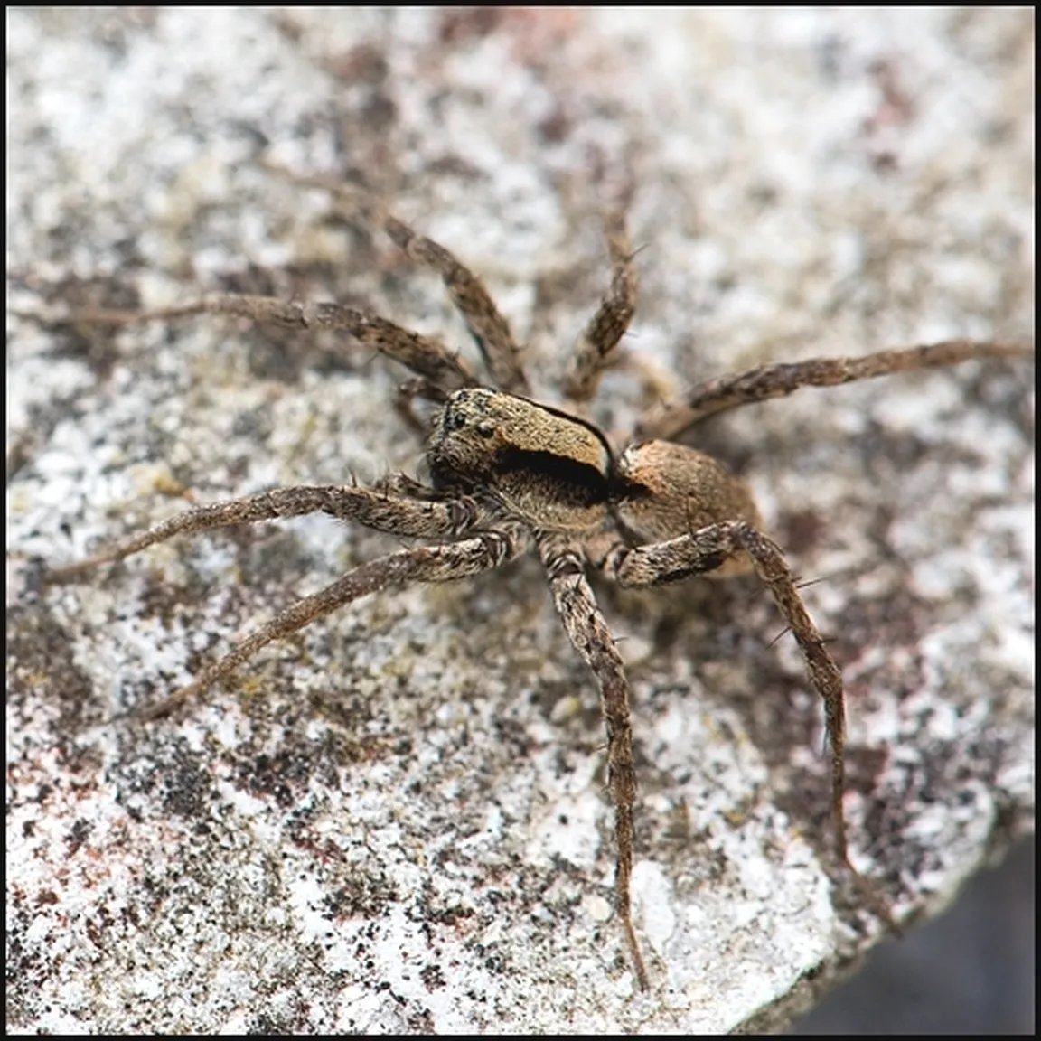 Volkec (Pardosa) miruje na kamniti podlagi.