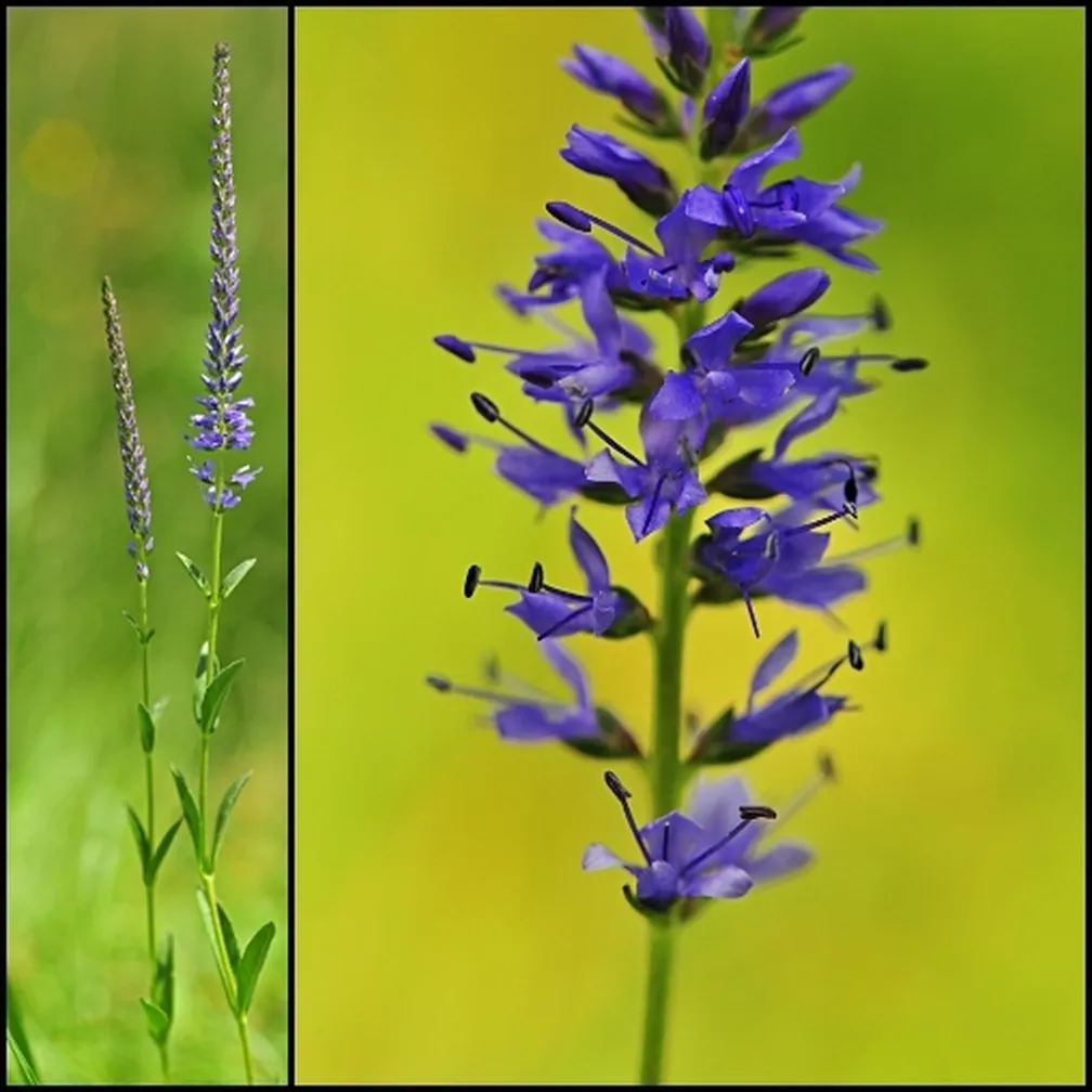 Barrelierov jetičnik (Veronica barrelieri) - cvetoča rastlina (levo) in pogled na socvetje od blizu (desno).