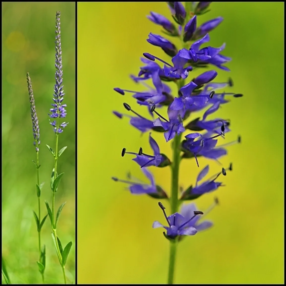 Barrelierov jetičnik (Veronica barrelieri) - cvetoča rastlina (levo) in pogled na socvetje od blizu (desno).
