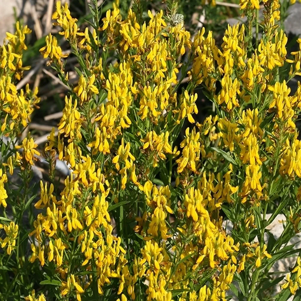 Barvilna košeničica (Genista tinctoria) v polnem cvetu.