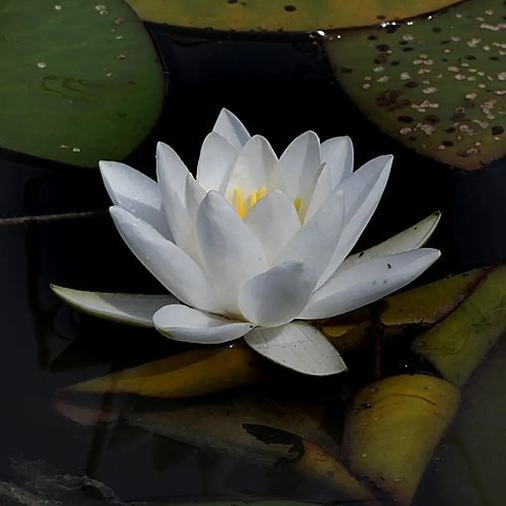 Čudovit snežno bel cvet belega lokvanja (Nymphaea alba).