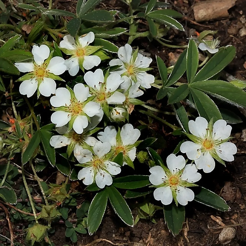 Beli petoprstnik (Potentilla alba) v polnem cvetu.