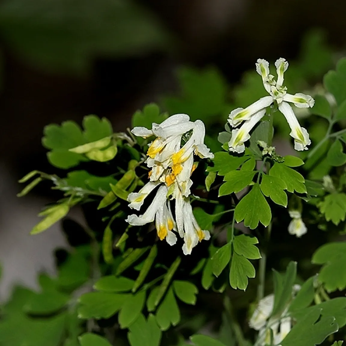 Bledorumeni koreničnik (Pseudofumaria alba) v času cvetenja