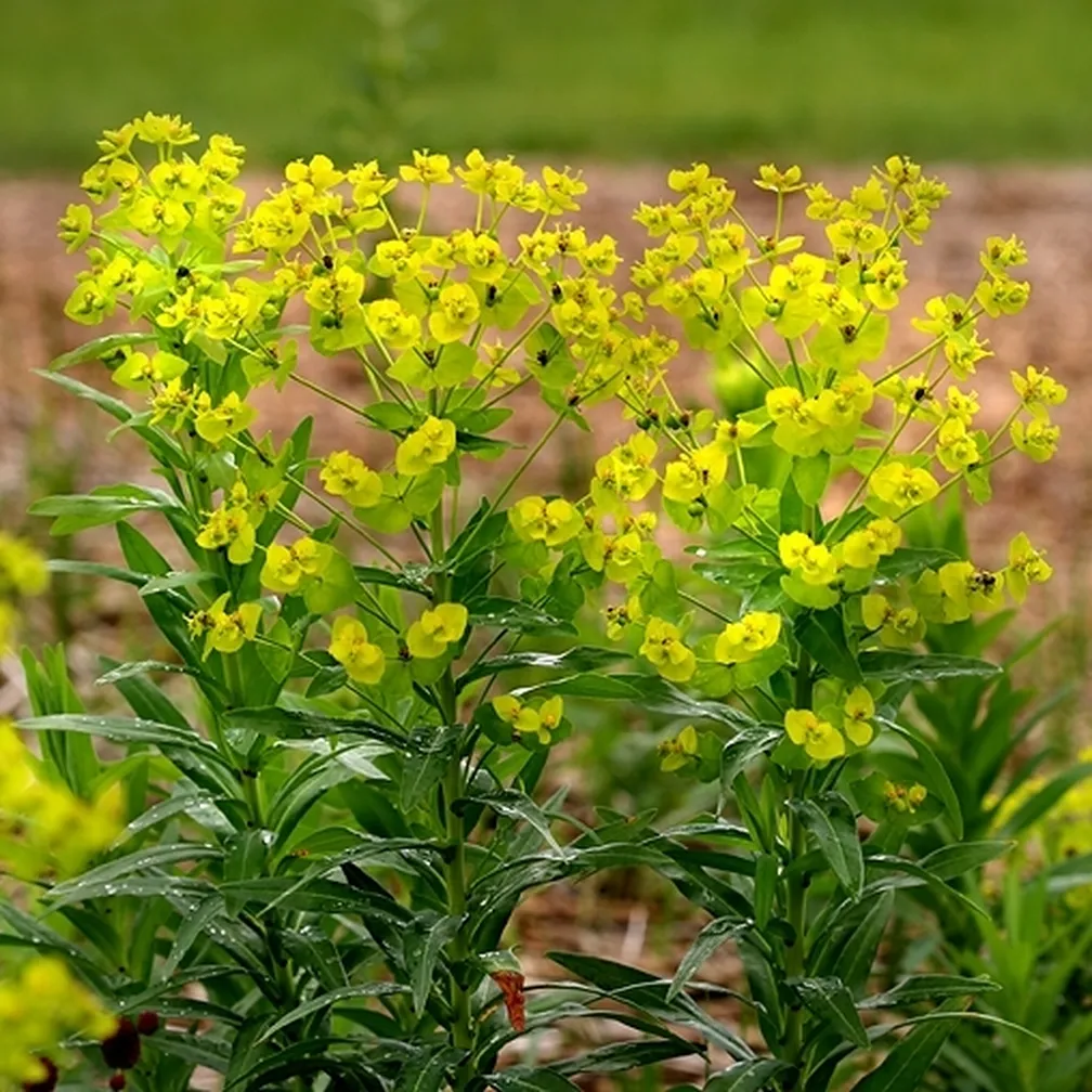 Cvetoč bleščeči mleček (Euphorbia lucida) na rastišču.