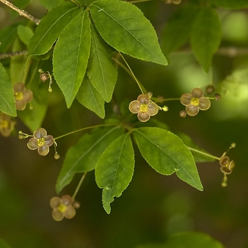 Bradavičasta trdoleska (Euonymus verrucosa) s svojimi značilnimi majhnimi rjavkasto-rumenimi cvetovi, ki imajo v sredini drobne rumene prašnike. Lepo so poudarjeni drobni cvetovi, ki nežno visijo izmed gostega zelenja, kar pričara čudovit naravni ambient.