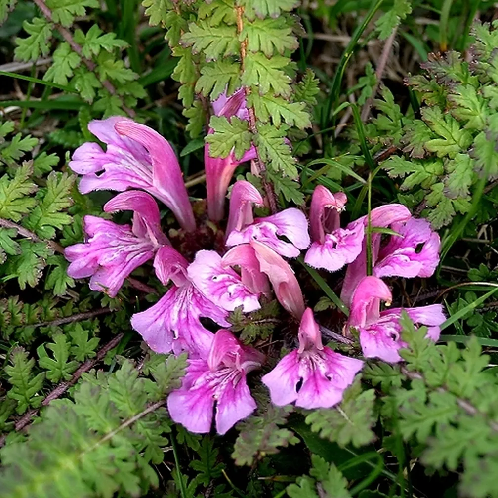 Brezstebelni ušivec (Pedicularis acaulis) v polnem cvetu.