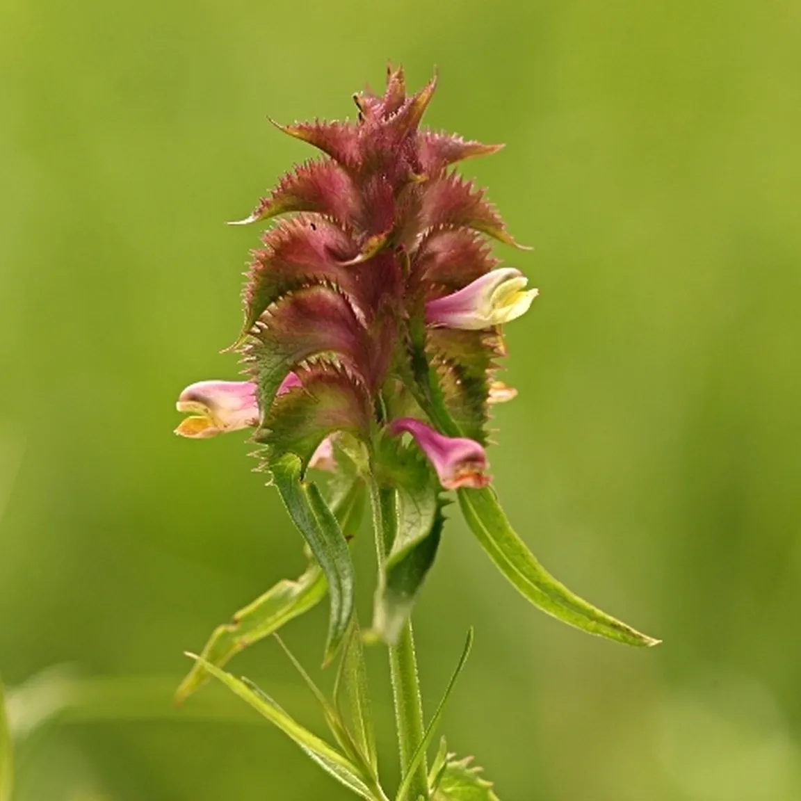 Socvetje češljastega črnilca (Melampyrum cristatum) med cvetenjem.