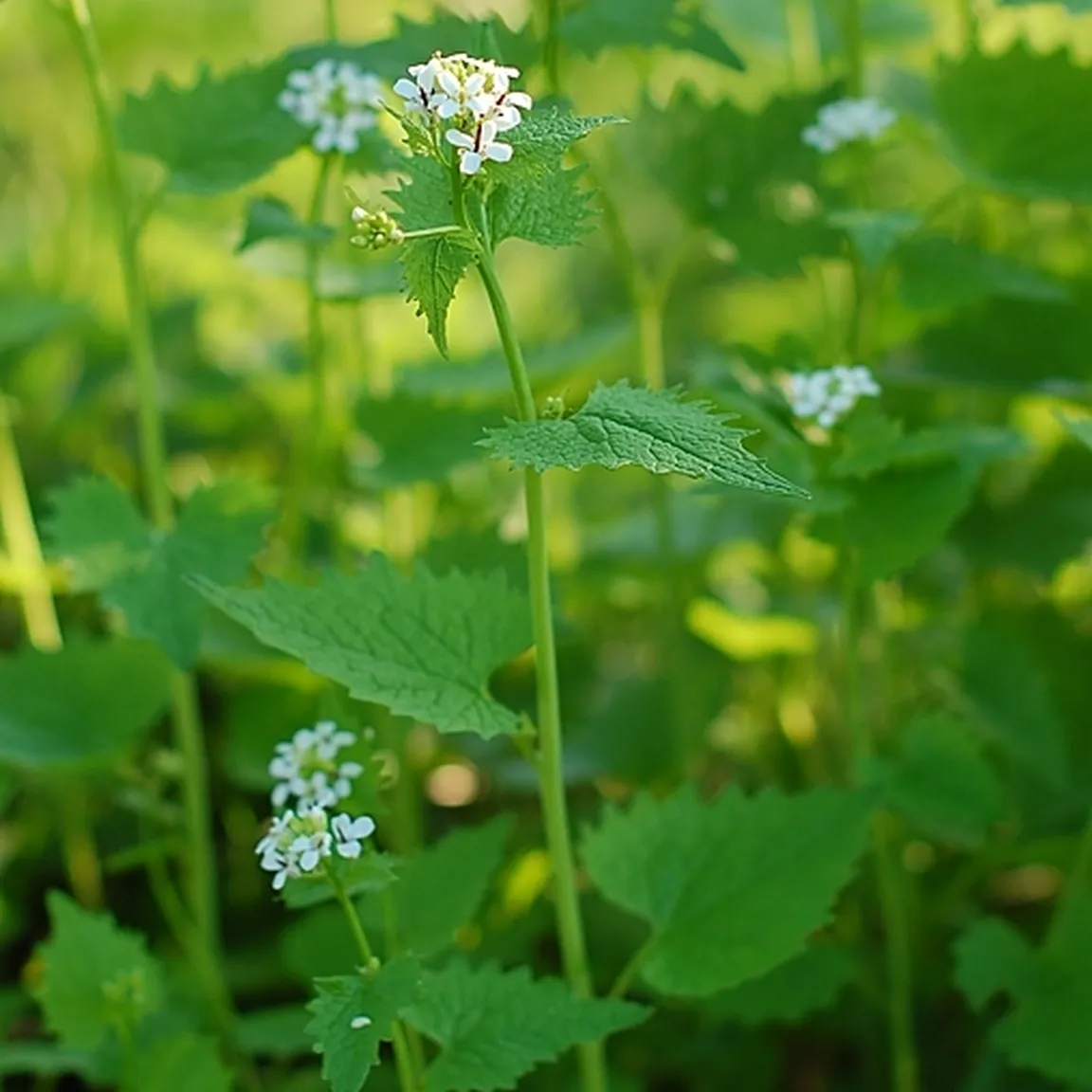 Cvetoče česnovke (Alliaria petiolata) v mejici.