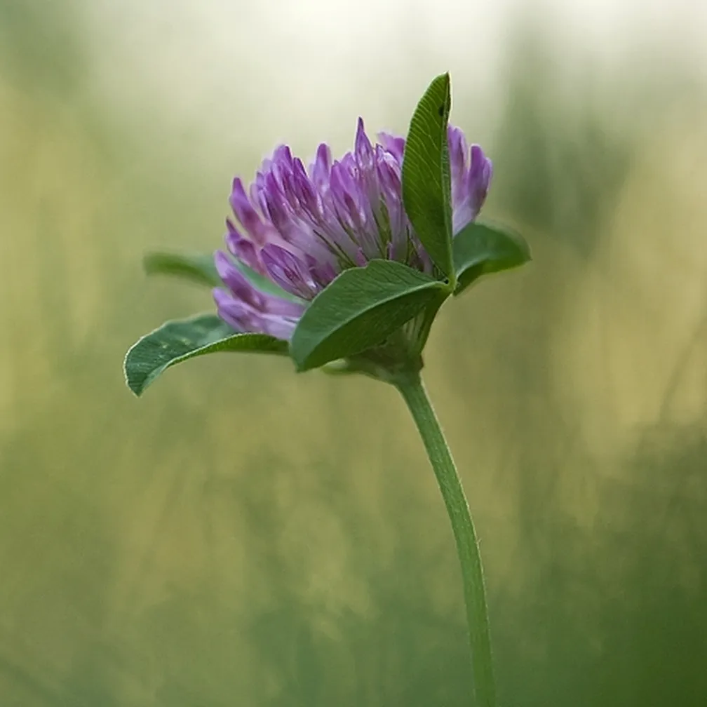 Pogled na socvetje črne detelje (Trifolium pratense).