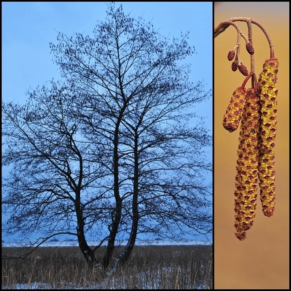 Črna jelša (Alnus glutinosa) pozimi ter pogled na drobna ženska in dolga moška socvetja od blizu.