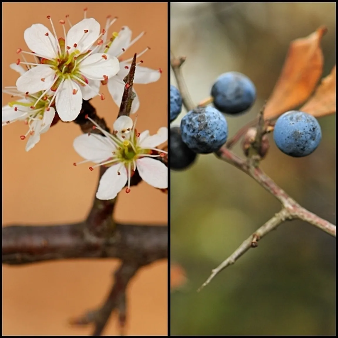 Črni trn (Prunus spinosa) v času cvetenja (levo) in zorenja plodov (desno).
