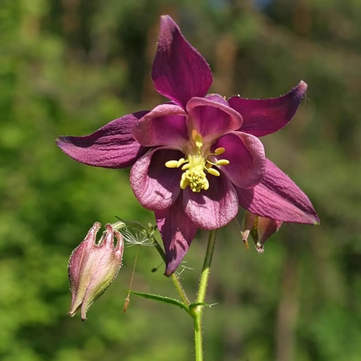 Velik vijoličen cvet z rumenimi prašniki črnikastovijolične orlice (Aquilegia atrata).