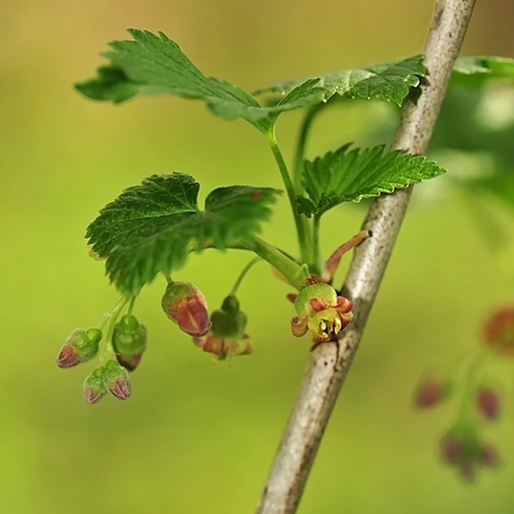 Cvetovi in mladi listi črnega grozdičja (Ribes nigrum) od blizu.
