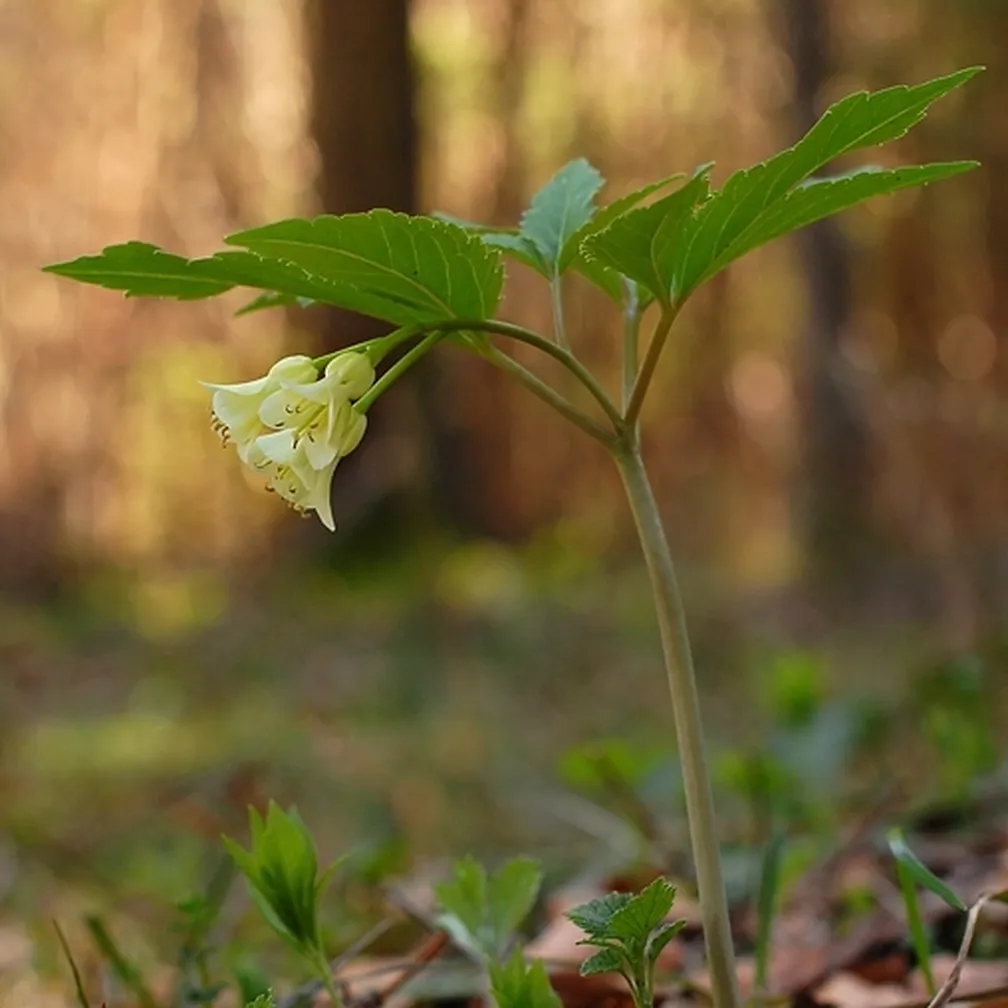 Cvetoča deveterolistna konopnica (Cardamine enneaphyllos) v gozdni podrasti.