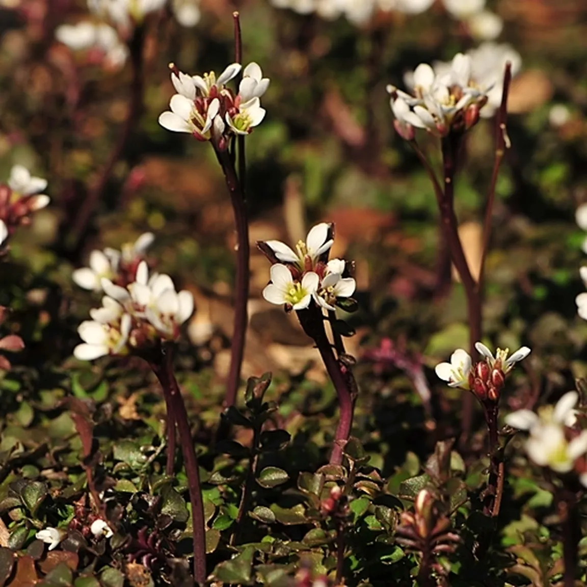 Cvetoča dlakava penuša (Cardamine hirsuta) na neporaslih tleh.