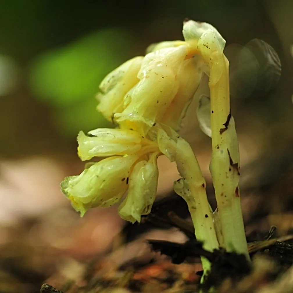 Dlakavi samovratec (Monotropa hypopitys) raste iz gozdnih tal.