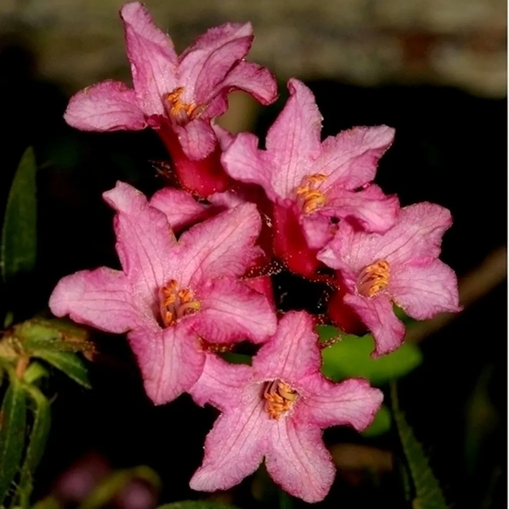 Bujno cvetoči dlakavi sleč (Rhododendron hirsutum) od blizu.