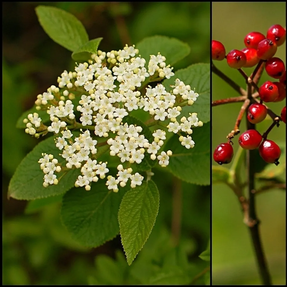 Dobrovita (Viburnum lantana) nad zelenjem.