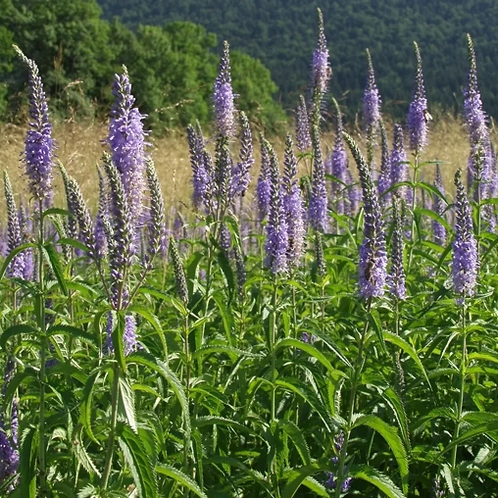 Cvetoč dolgolistni jetičnik (Veronica maritima) na naravnem rastišču.