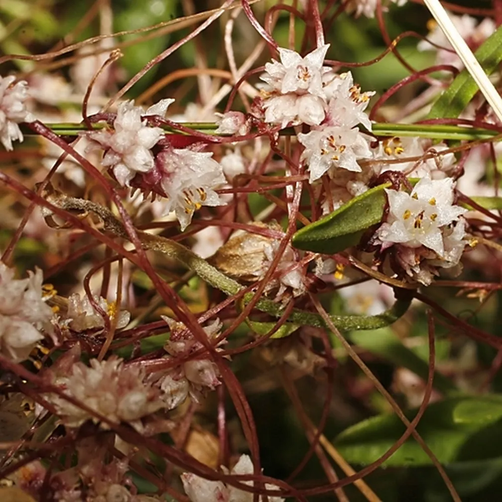 Cvetoča drobnocvetna predenica (Cuscuta epithymum) na gostiteljski rastlini.
