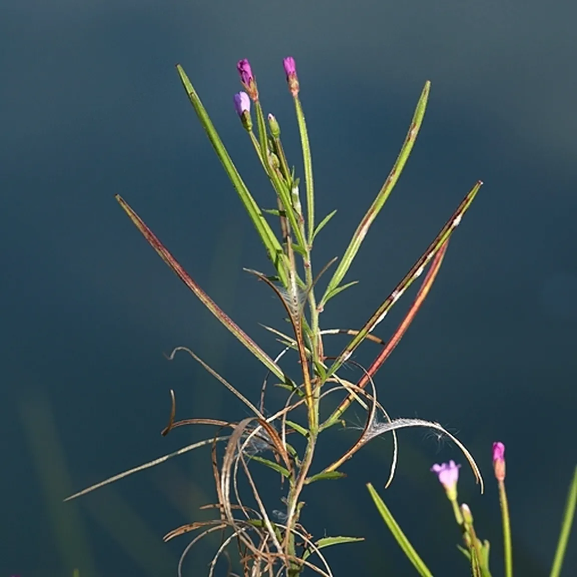 Pogled na zrele plodove in zadnje neodprte cvetove drobnocvetnega vrbovca (Epilobium parviflorum).