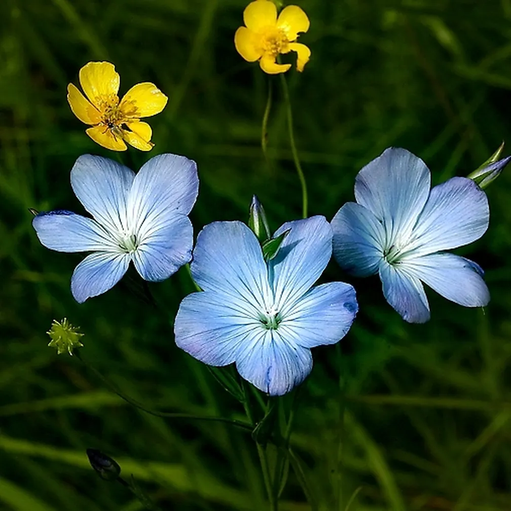 Modro cvetoči francoski lan (Linum narbonense) v družbi dveh zlatic.