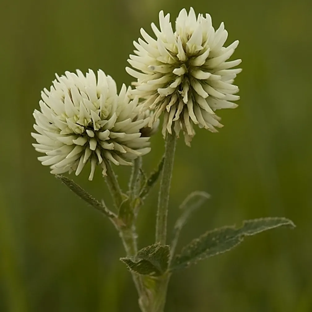 Pogled na socvetji gorske detelje (Trifolium montanum) od blizu.