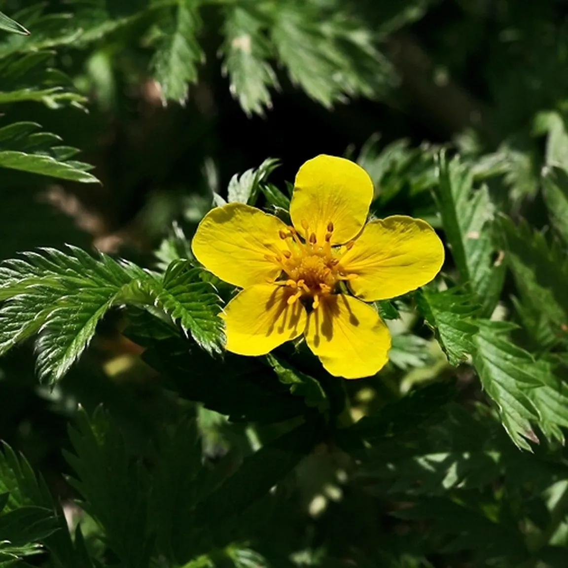 Cvet in značilni pernato deljeni listi gosjega petoprstnika (Potentilla anserina) od blizu.