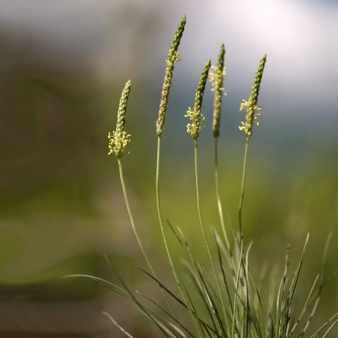Gredljasti trpotec (Plantago holosteum) v času cvetenja.