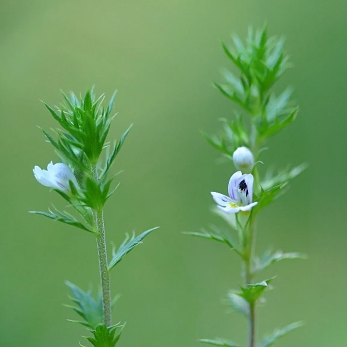 Cvetoča ilirska smetlika (Euphrasia illyrica) od blizu.
