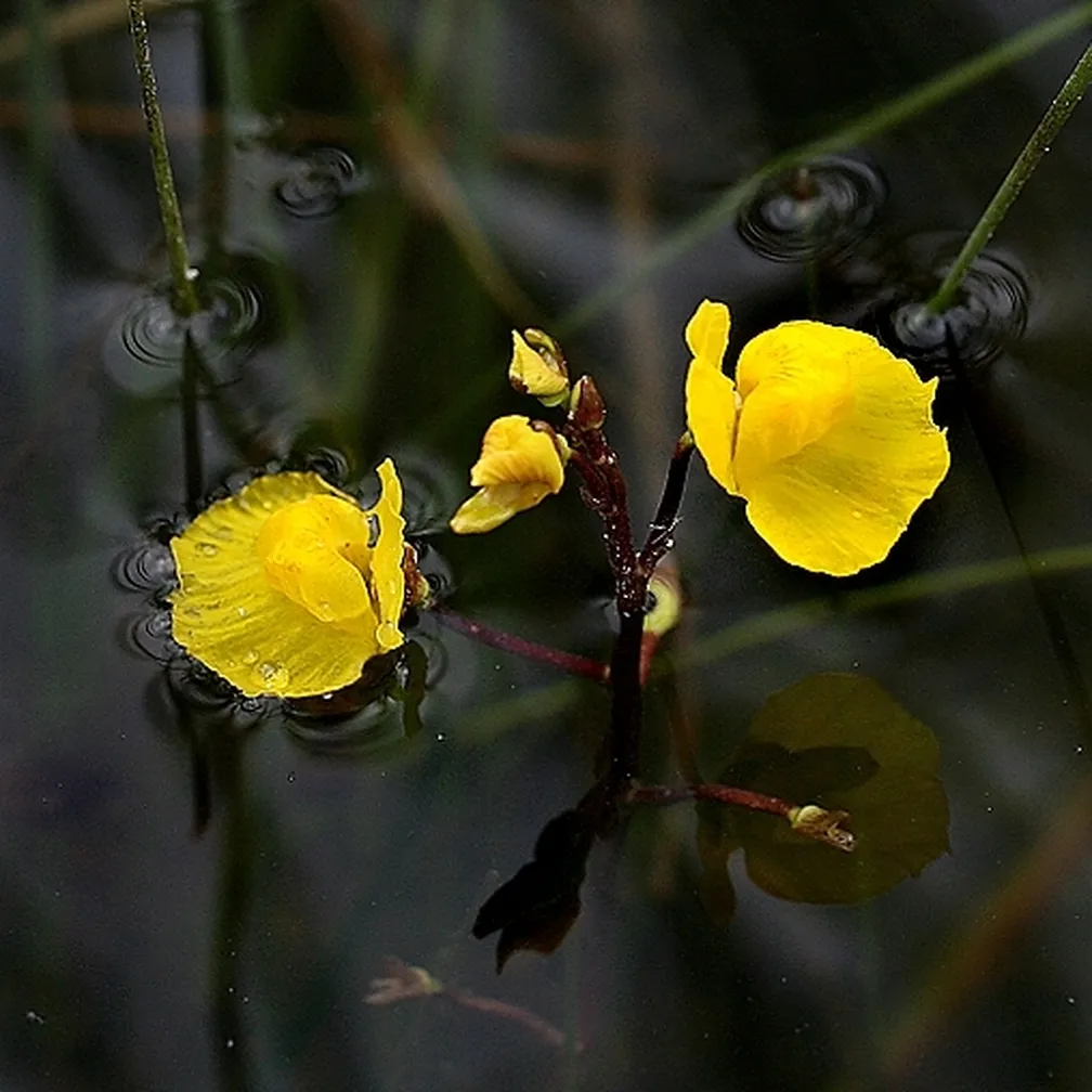 Cvetoča južna mešinka (Utricularia australis) v plitvi vodi.