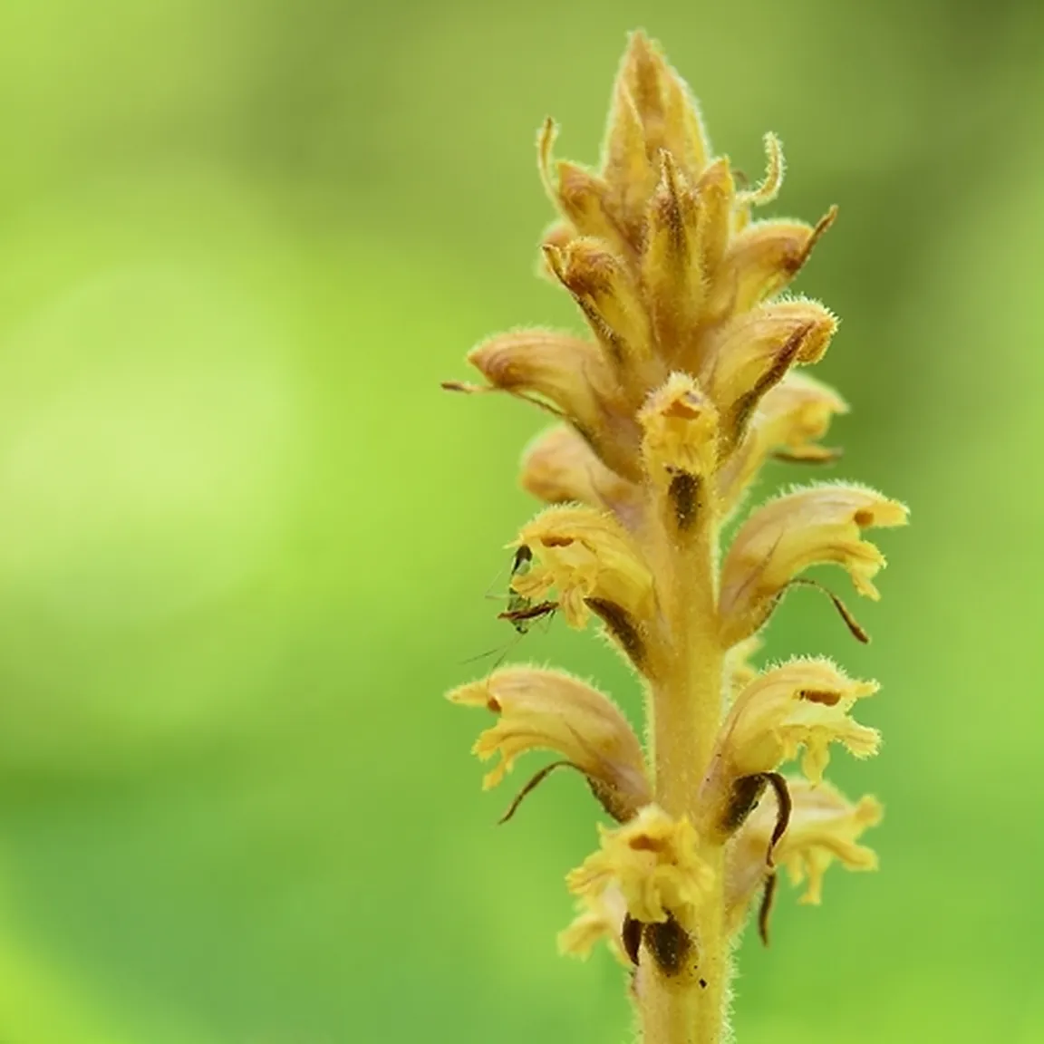 Socvetje kaduljinega pojalnika (Orobanche salviae) od blizu.