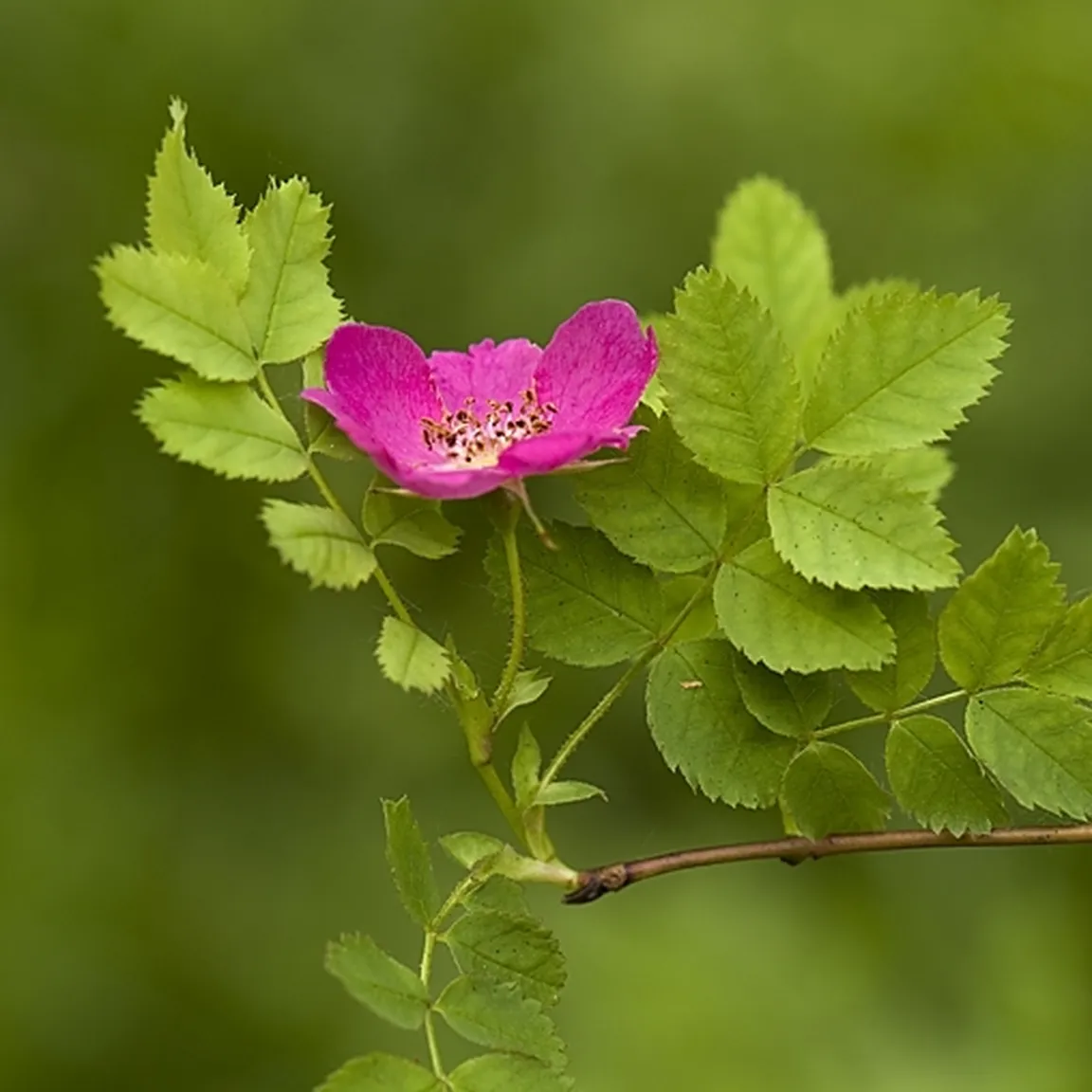 Kimastoplodni šipek (Rosa pendulina) z značilnim ciklamno rdečim cvetom.