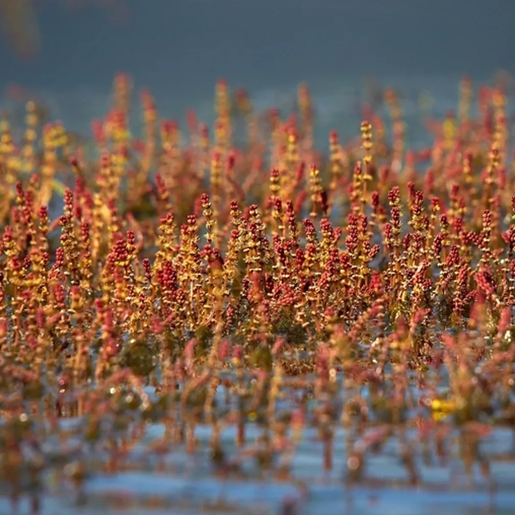 Združba klasastega rmanca (Myriophyllum spicatum), ki raste iz vode.