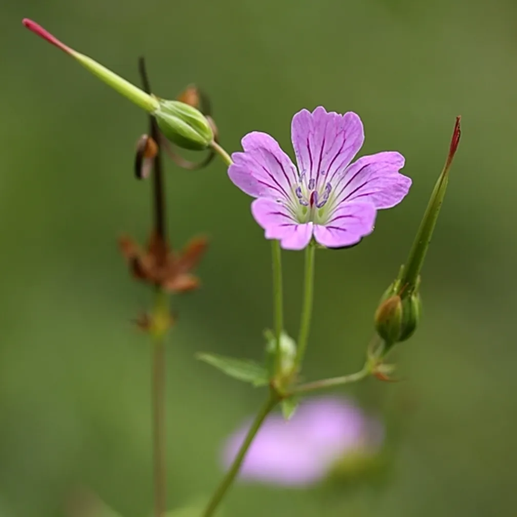 Bledo vijolični cvet kolenčaste krvomočnice (Geranium nodosum) z zamegljenim zelenim ozadjem.