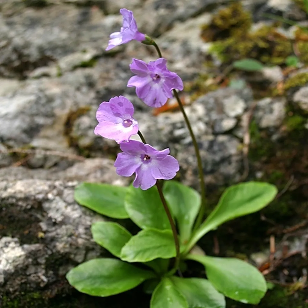 Cvetoč kranjski jeglič (Primula carniolica) raste iz razpoke v skali.