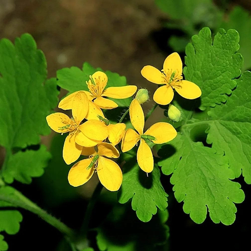 Rumeni cvetovi krvavega mlečnika (Chelidonium majus).