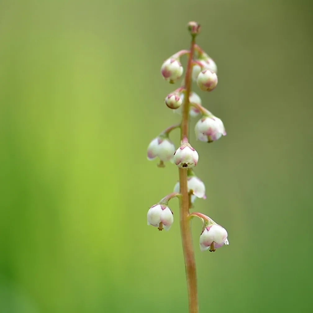 Socvetje male zelenke (Pyrola minor) od blizu.