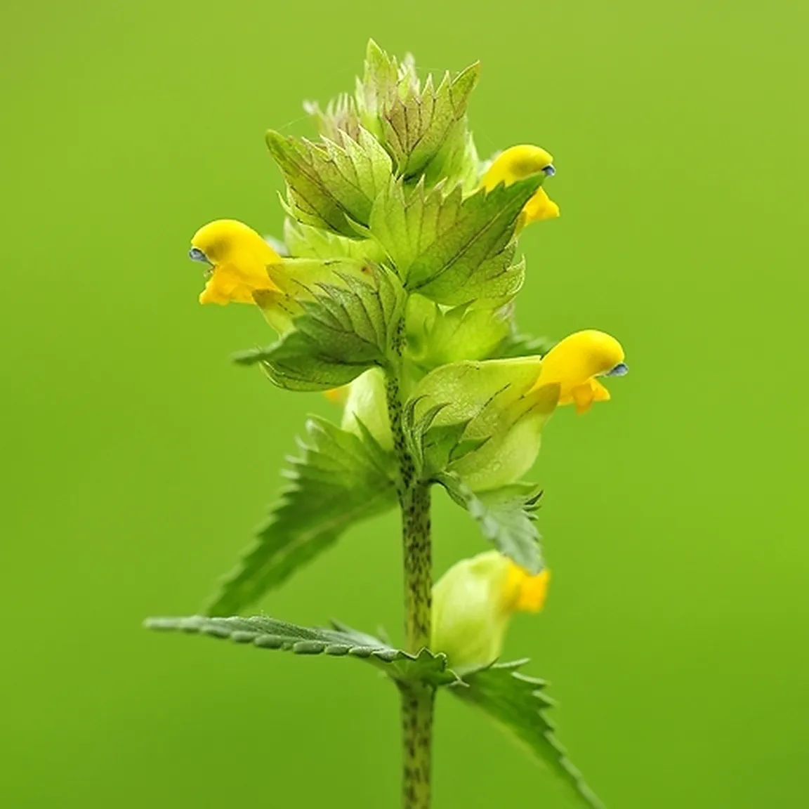 Mali škrobotec (Rhinanthus minor) - socvetje od blizu.