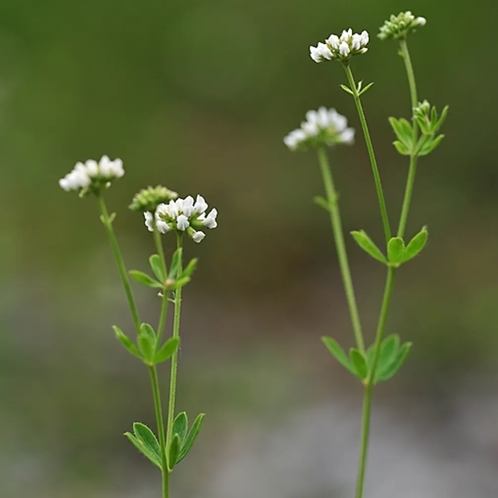 Cvetoča mnogocvetna španska detelja (Dorycnium herbaceum).