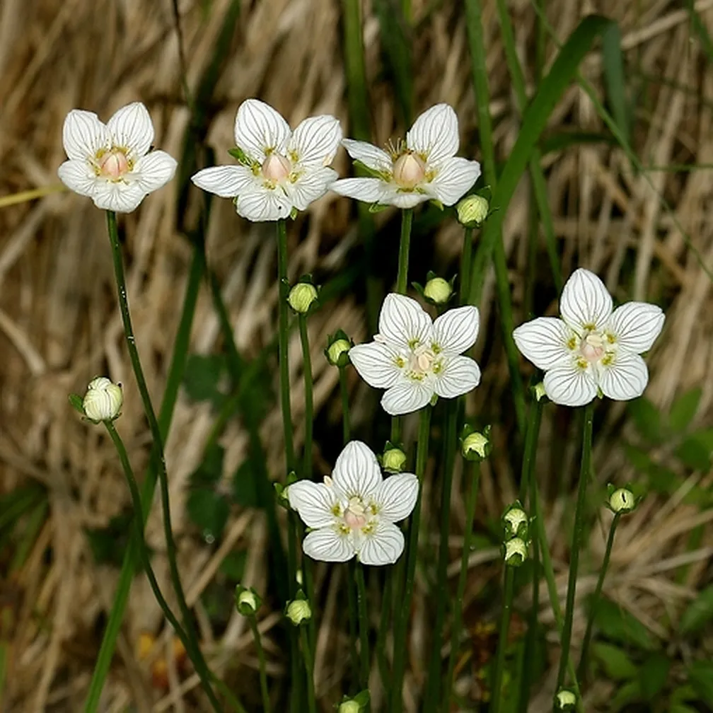 Skupina močvirnih samoperk (Parnassia palustris) v polnem cvetu.